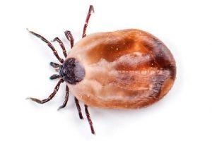 Insect Control Glentana deal with ticks and other Biting Insects by using guaranteed methods. Pestech are the Pest Specialists