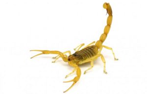 Insect Control Dysseldorp are frequently treating homes against casual intruder pests such as Scorpions and spiders.
