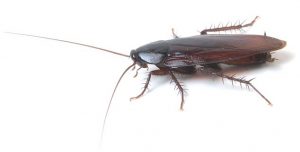 Read Head Cockroach Control Knysna is just another extermination service by Pest Worx George