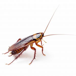 Cockroach Control George can carry out effortless Cockroach Removal in George and the Garden Route. Pest Worx George are you local bug experts.