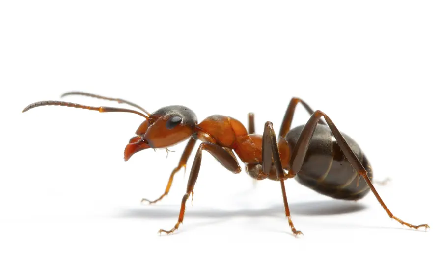 Ants being treated during pest control in Bothastrand