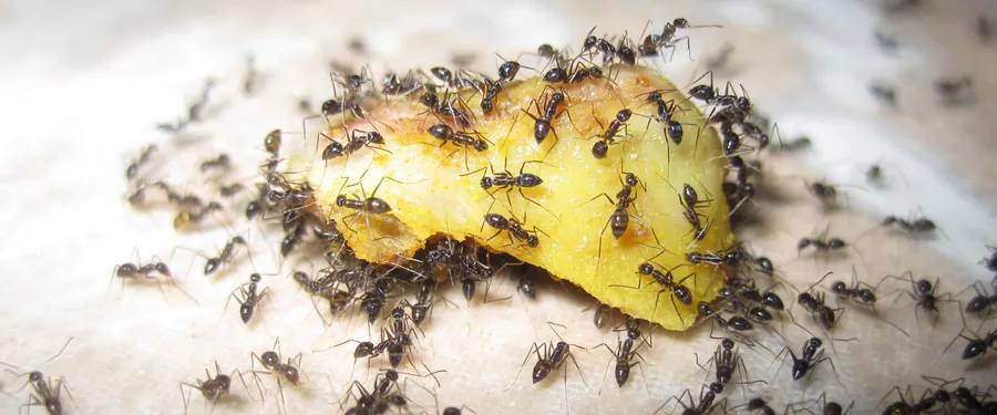 Ants swarming food, a common insect problem in George