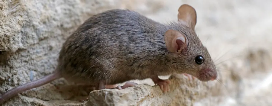 What's that pest? A Garden Route identification guide