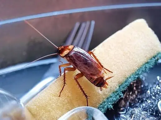 American cockroach on a kitchen sponge