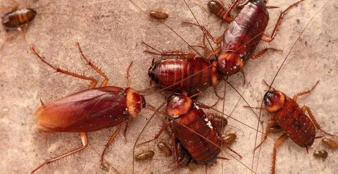 A group of American cockroaches with nymphs