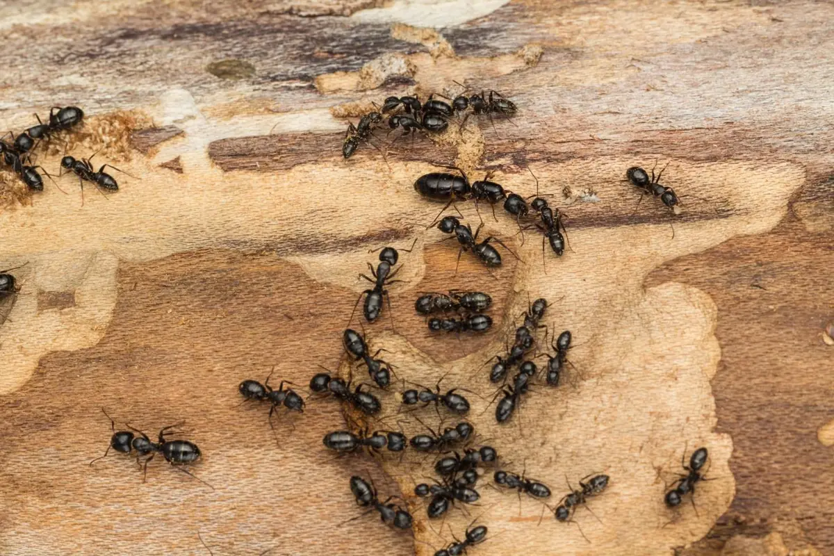 Black ants on weathered wood