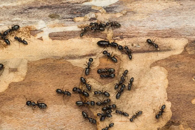 Black ants on weathered wood