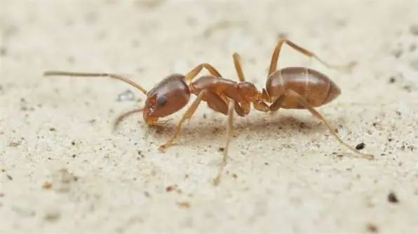 Small plain brown Argentine ant on pale sand