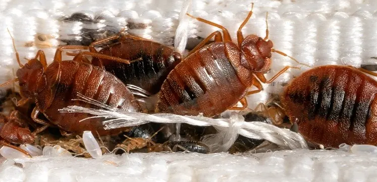 Close-up of adult bed bugs and pale eggs in a mattress seam