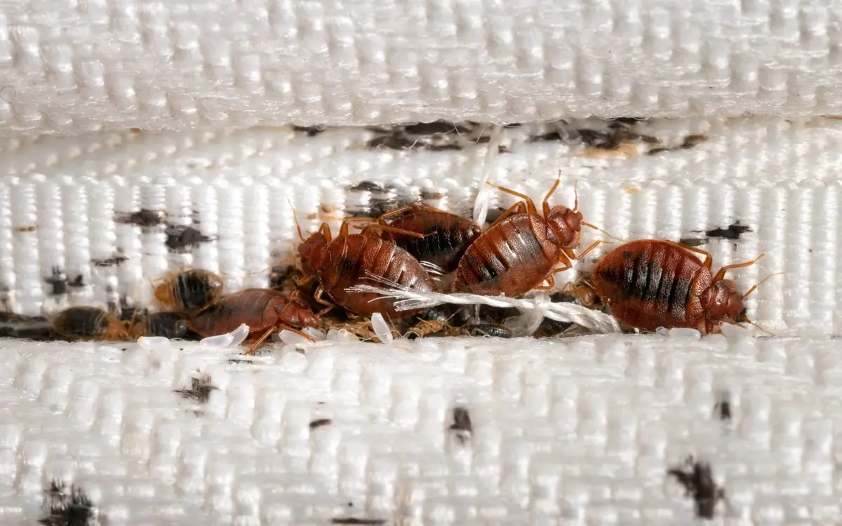 Bed bugs, eggs and droppings in a mattress seam