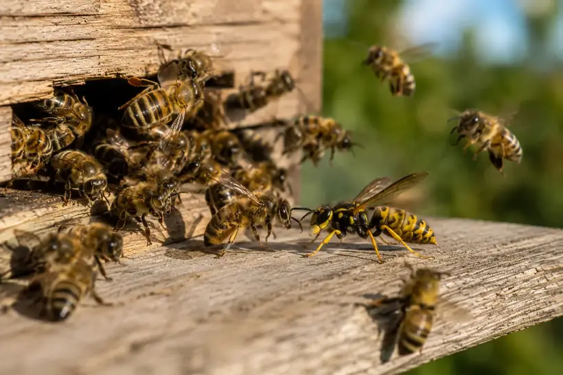 Honey bees at a hive entrance