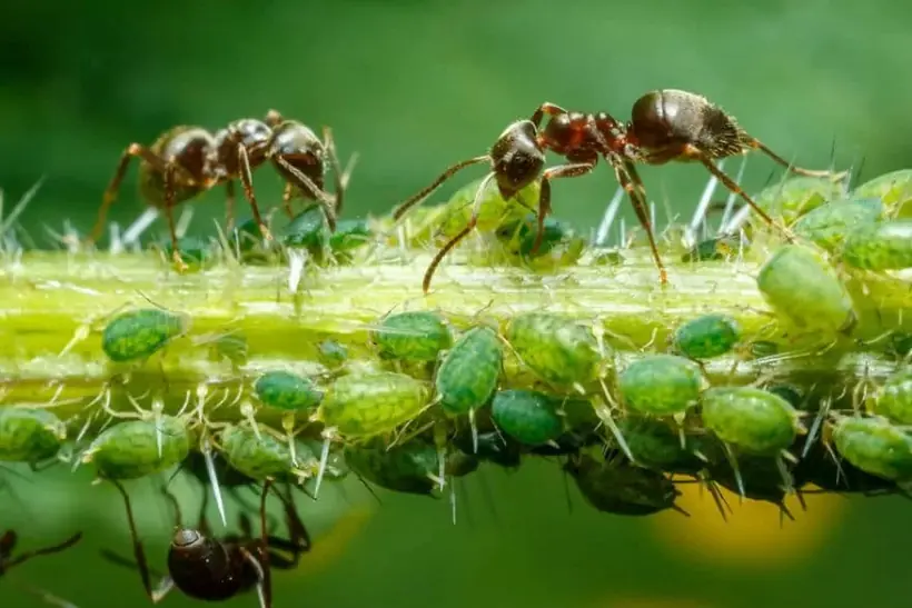 Two dark garden ants tending green aphids on a plant stem