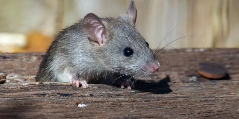 Black rat on an old wooden plank