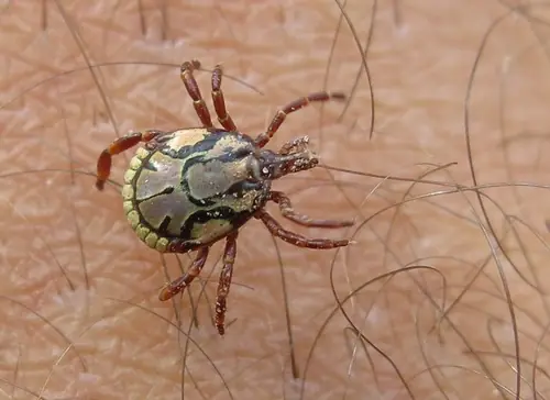 Patterned green, gold and dark brown bont tick on hairy skin