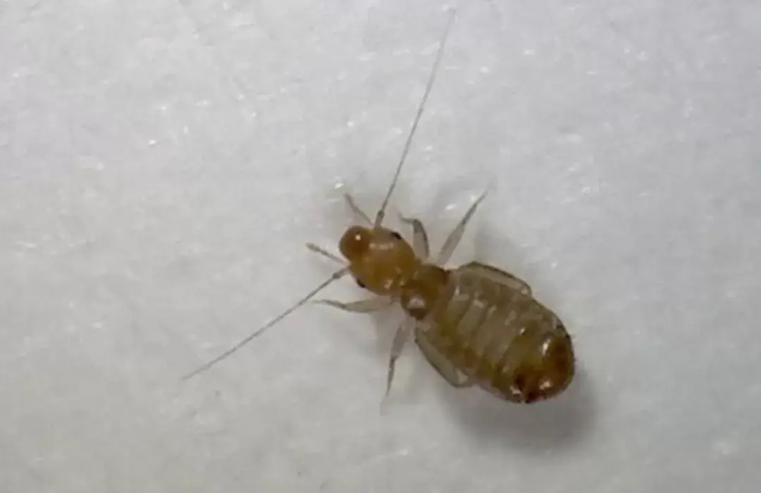 Booklouse seen close up