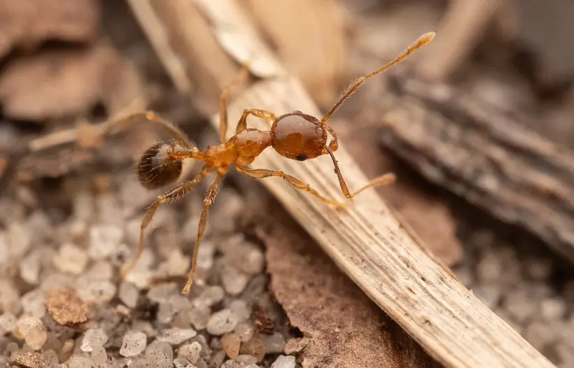 Small reddish brown ant on sand and dry grass