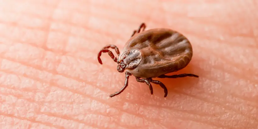 Plain reddish brown tick crawling on skin