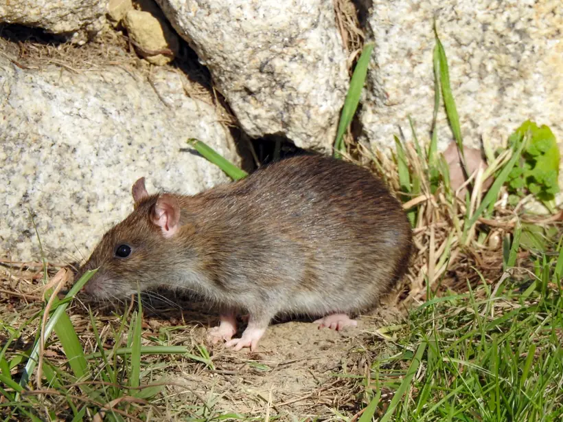 Brown rat beside a burrow between rocks