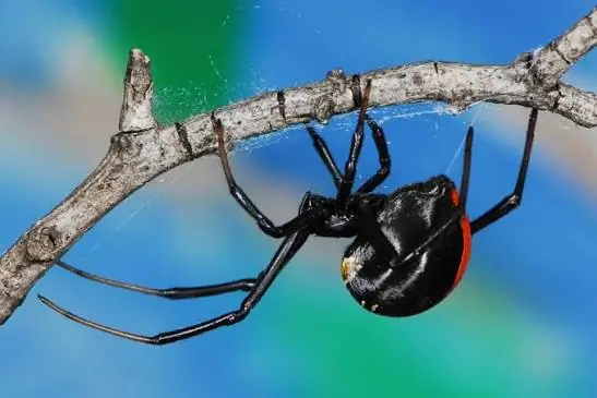 Black button spider with red markings