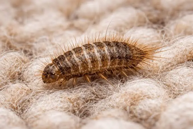 Carpet beetle larva on wool