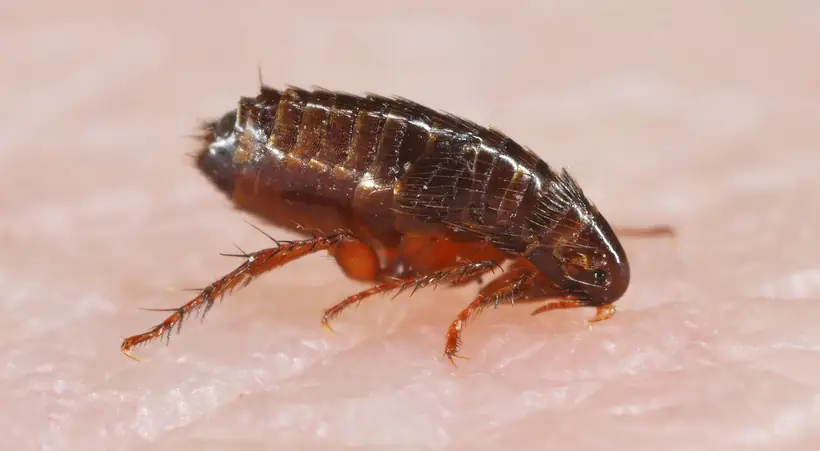 Side view of a dark reddish brown flea on skin