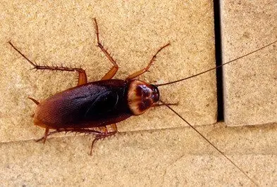 American cockroach on a wall