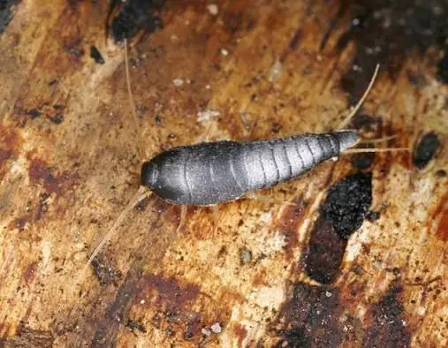 Fishmoth on a damp surface