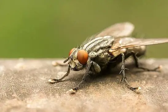 House fly on a ledge