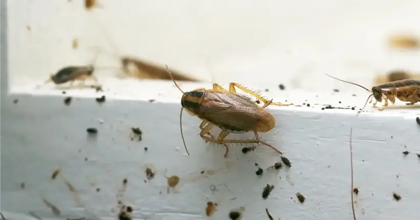 German cockroach on a white shelf with droppings