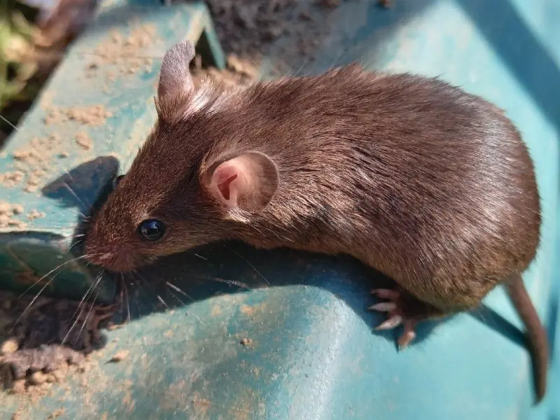 House mouse on the rim of a wheelie bin