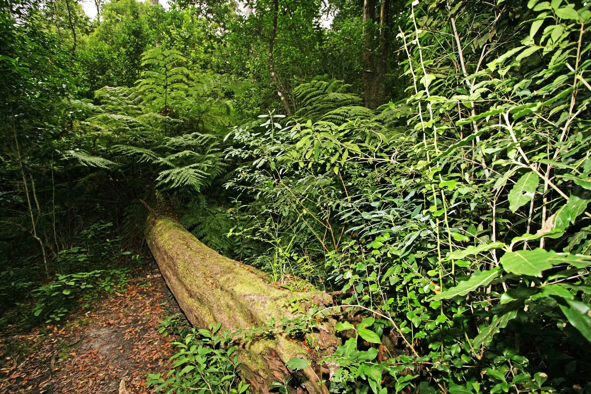 Inside the Knysna forest