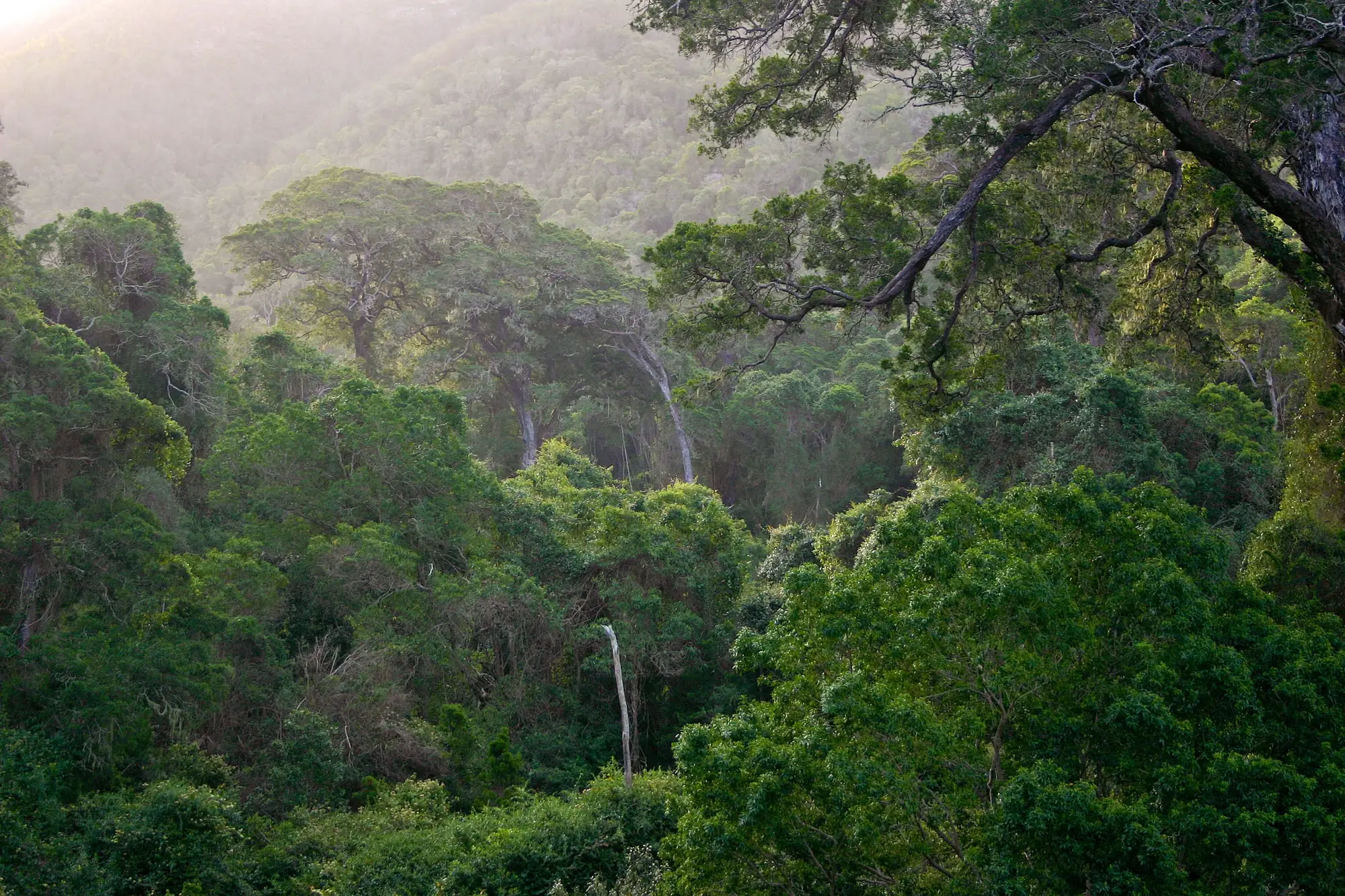 Indigenous Garden Route forest
