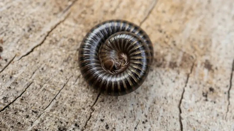 Millipede curled up on wood