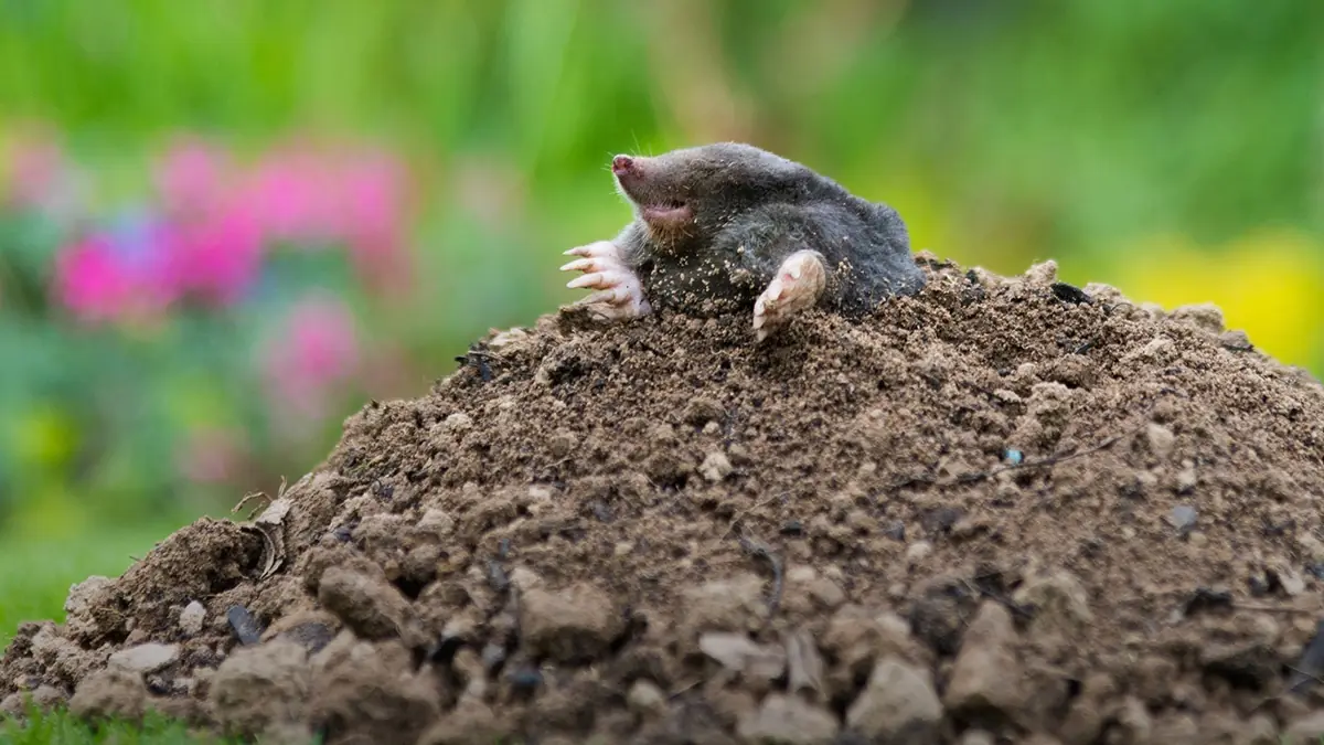 Mole on a fresh molehill