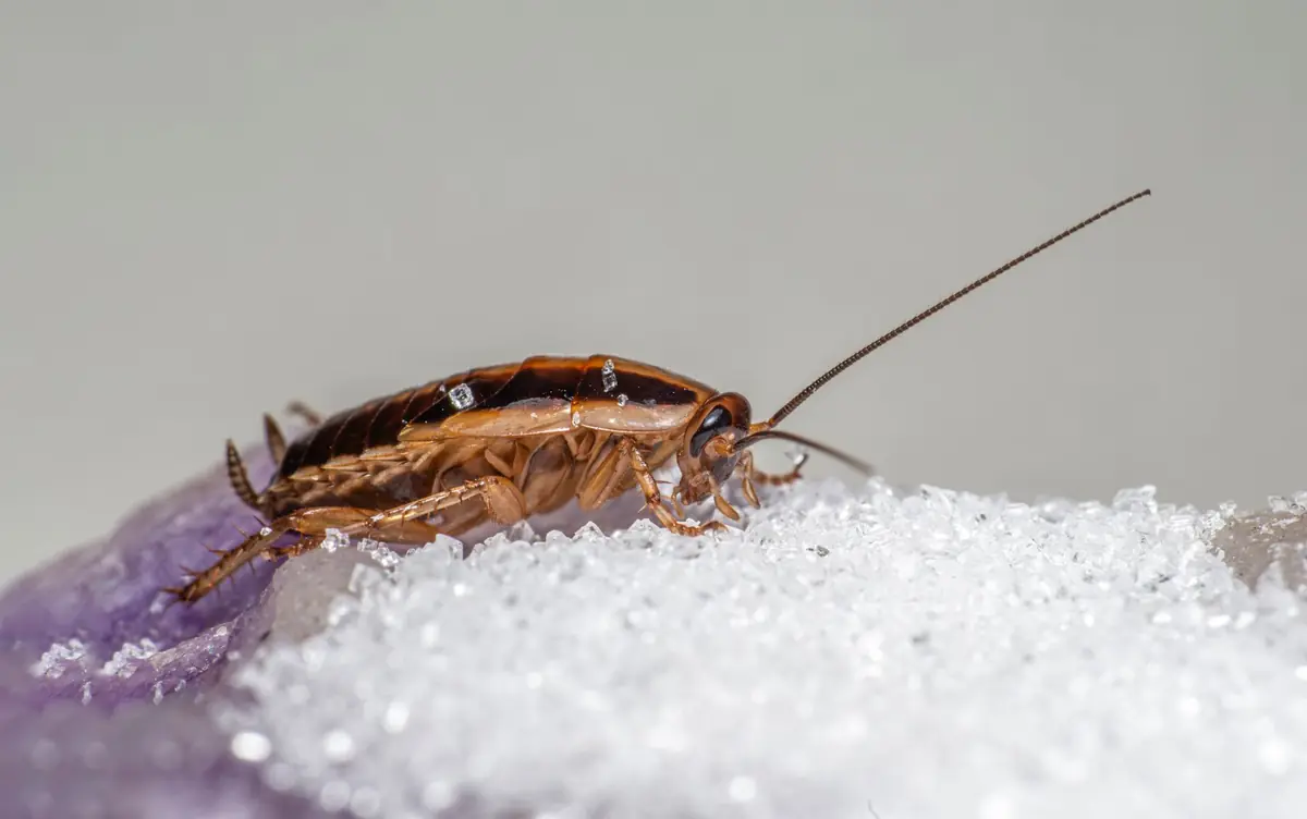 Cockroach on spilt sugar