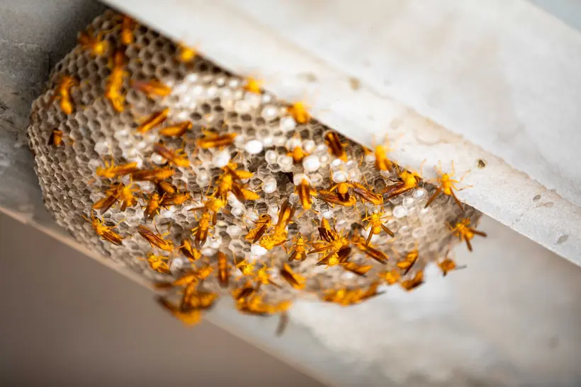 Paper wasp nest under a roof edge