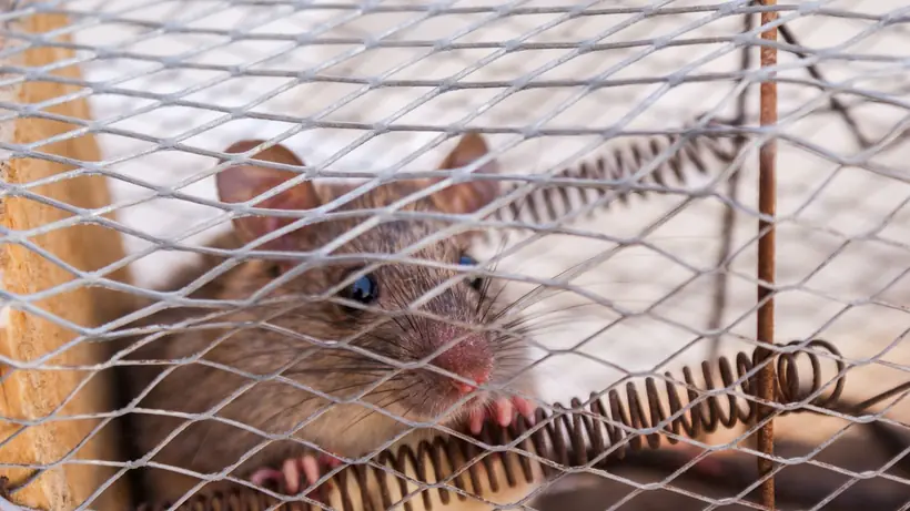 Rat caught in a wire cage trap