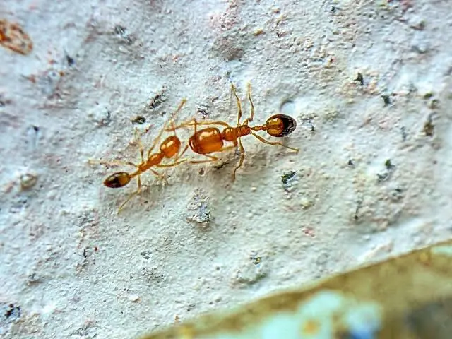 Two tiny pale yellow pharaoh ants on a white wall