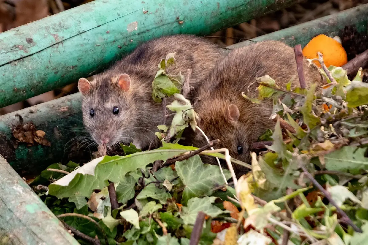 Rat in garden waste