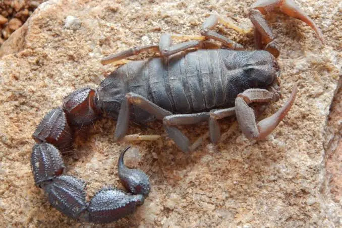 Thick-tailed scorpion on a rock