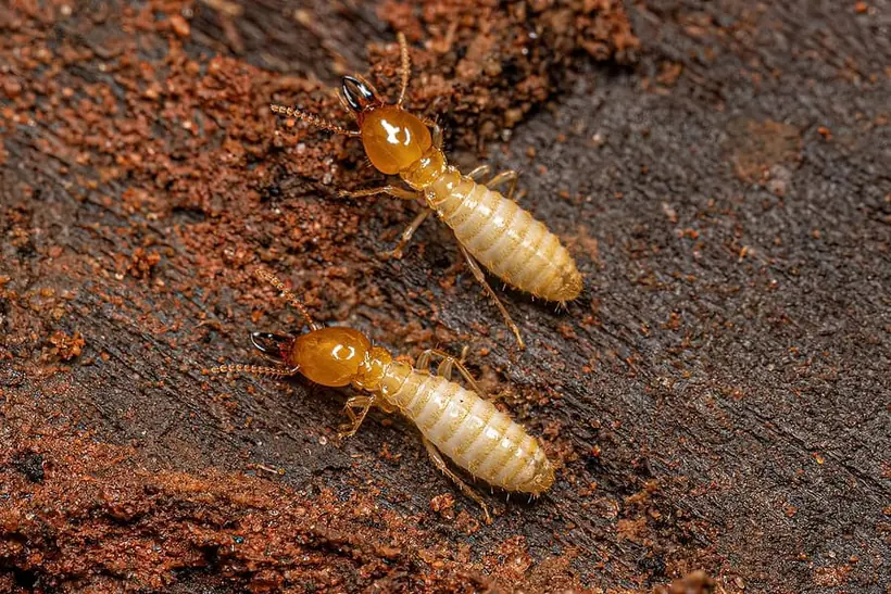 Two termite soldiers on soil-covered wood