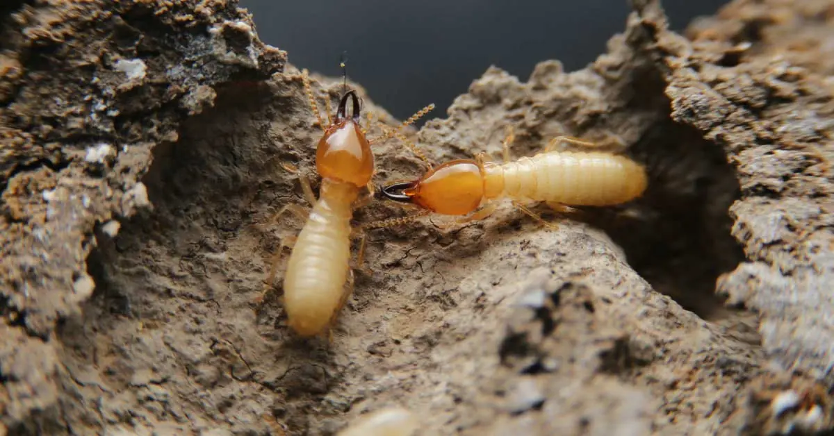 Termite workers and a soldier in a mud gallery