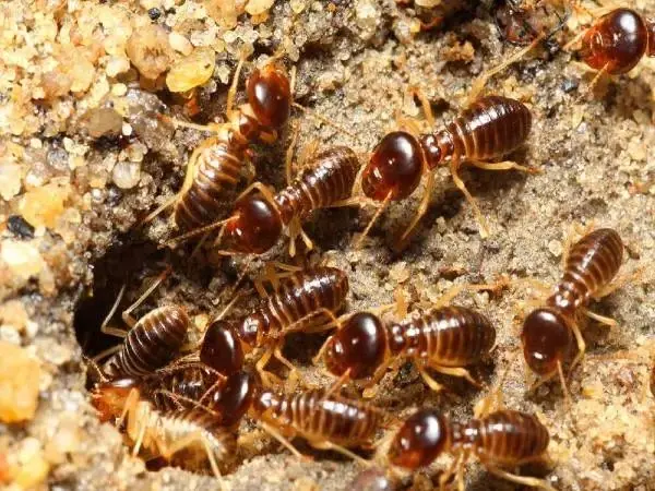 Harvester termite workers at a hole in sandy soil