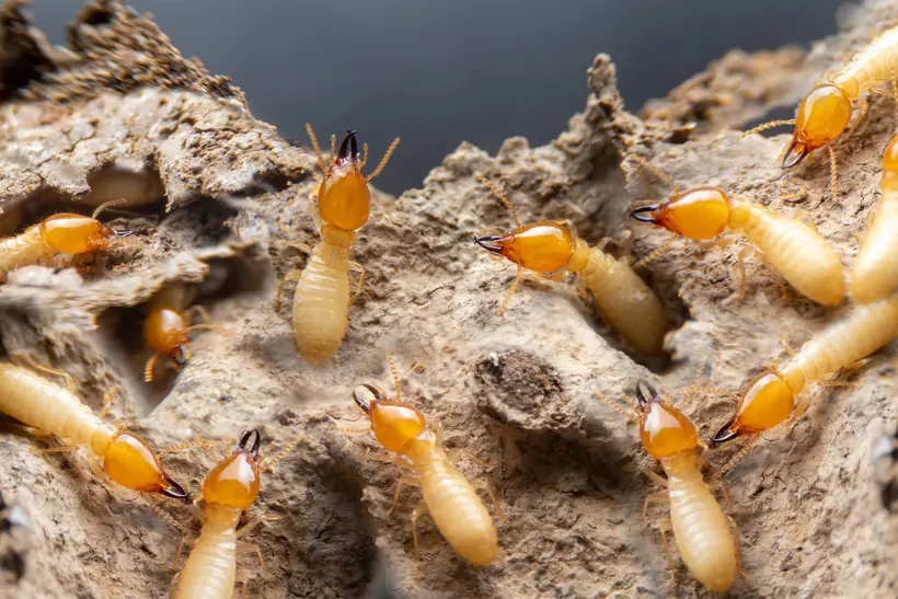 Termite soldiers and workers in a mud nest