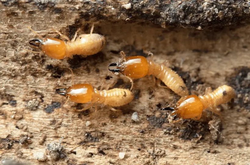 Drywood termites in damaged timber