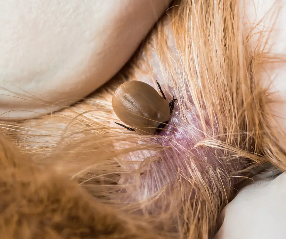 Tick feeding on a dog