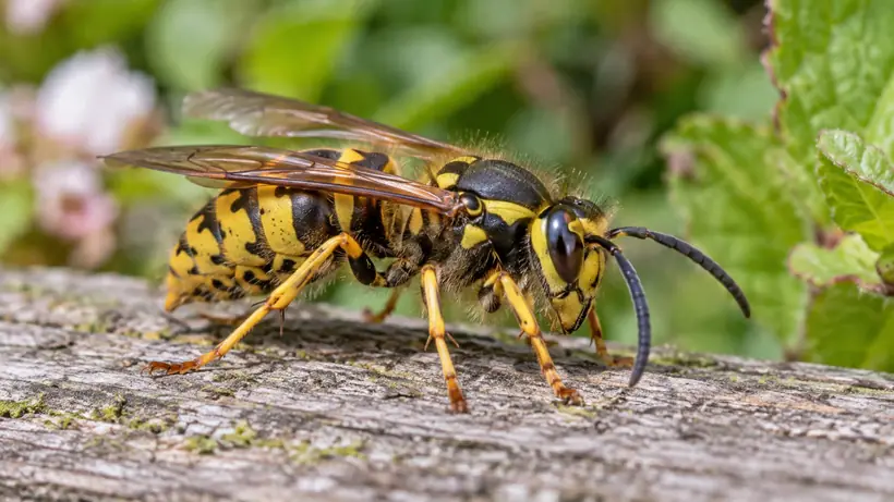 Yellow-and-black wasp on wood